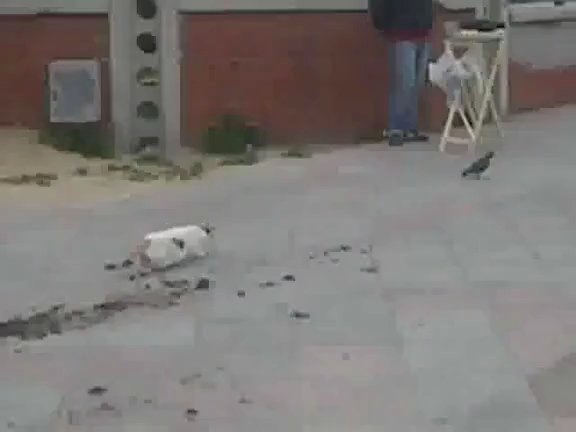 Kedinin yýkýldýðý an